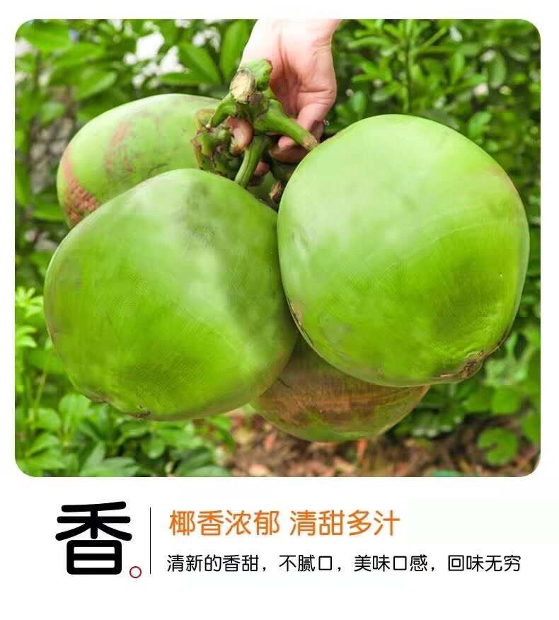 海南椰青新鲜椰子热带当季水果椰汁椰肉海南特产现摘批发