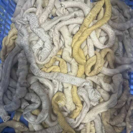 厦门牛小肠屠宰场现场加工~干净新鲜
