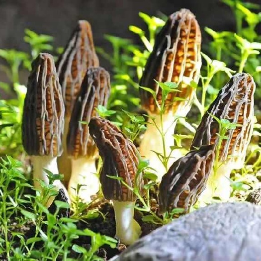 莒县2025年头茬羊肚菌，健康—新鲜—实惠