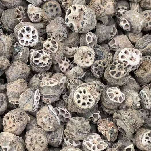 玉林长期供应｛藕节｝可批量可零售量大从优【包邮】