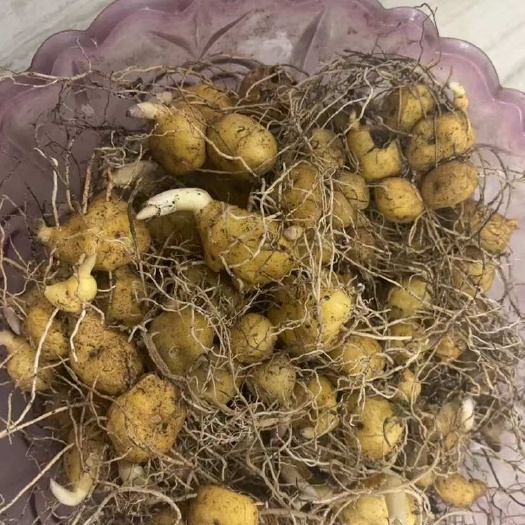 野生鸡头黄精倒苗，大量供应，货源充足，欢迎咨询