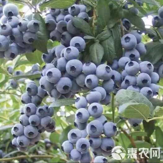 平度市L25 f6 优瑞卡 欢迎各位老板前来咨询 价格私聊