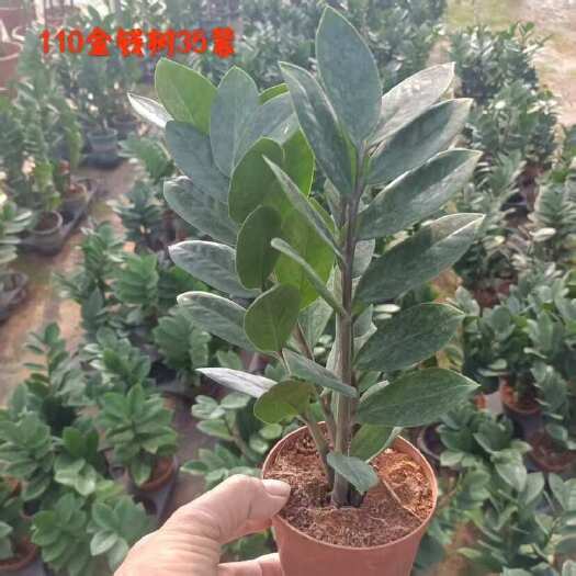 广州金钱树盆栽 广州荔湾发货技术指导 安全物流配送 苗木花草精品