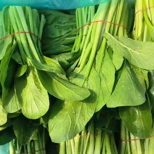 南通精品广东菜心 货源稳定   保质保量  一手货源