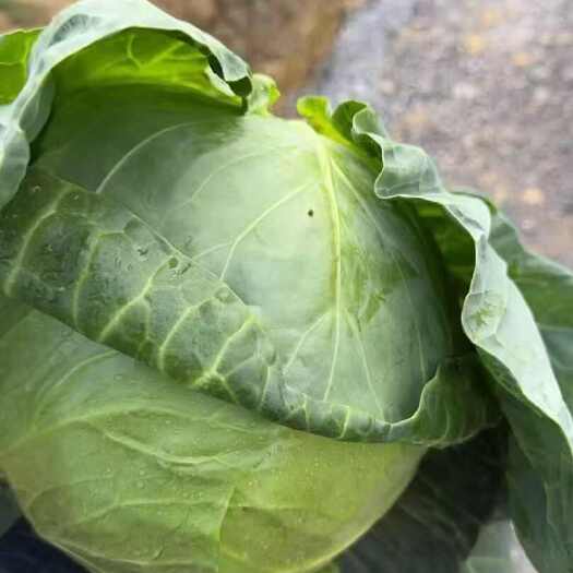 漳浦县456 大个头精品甘蓝货一挂，价格你说了算，需要的联系