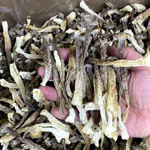 广州整箱 10斤 精品干货鹿茸菇新鲜采摘自然晾干 食用菌批发零售