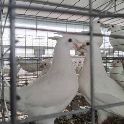 威远县新鲜乳鸽肉 四川内江威远直发 优质禽畜产品