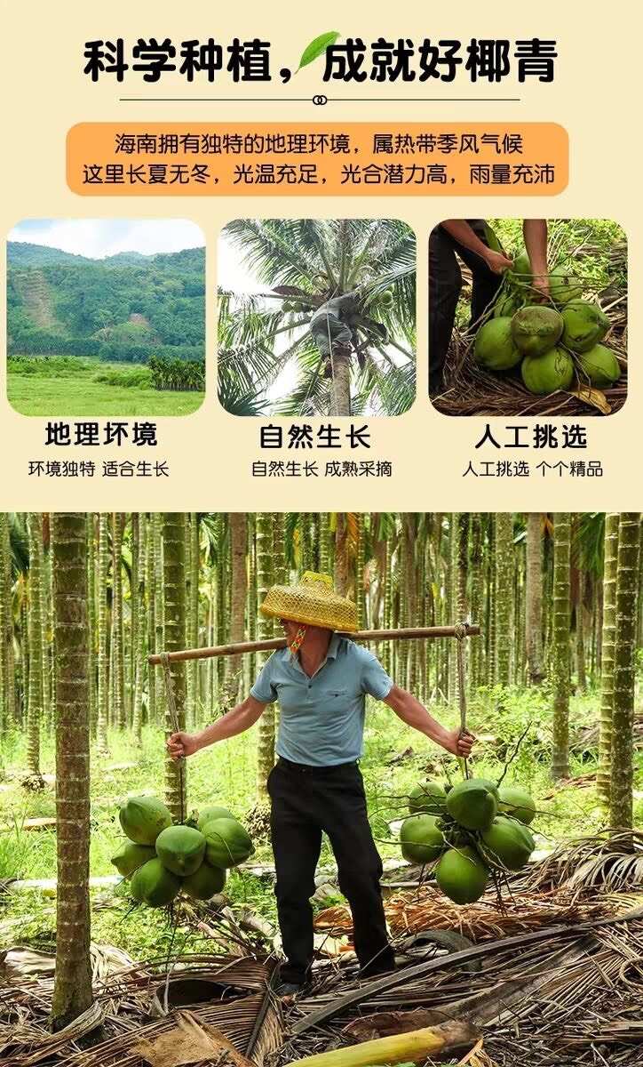 海南椰青新鲜椰子热带当季水果椰汁椰肉海南特产现摘批发