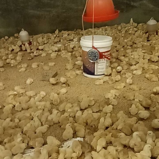 湘乡市苏禽母苗