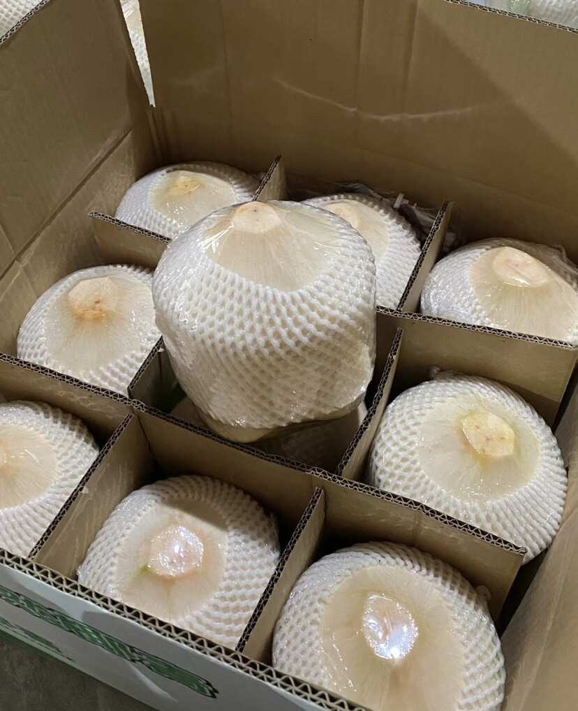 海南椰青新鲜椰子热带当季水果椰汁椰肉海南特产现摘批发