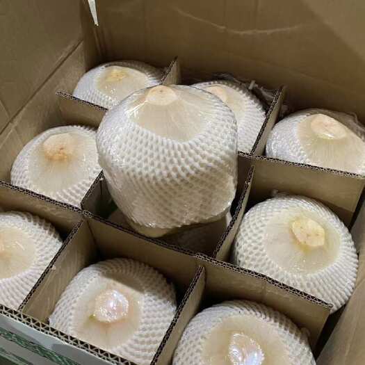 海口海南椰青新鲜椰子热带当季孕妇水果椰汁椰肉海南特产现摘批发