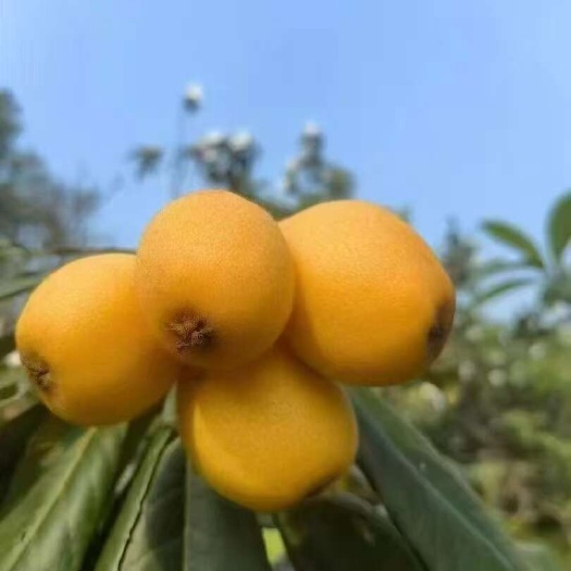 仙游县莆田枇杷，早钟6号， 现摘现发！