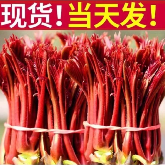大竹县大竹县山区野外露天新鲜红油香椿芽蔬菜苗当天凌晨现摘产地现发
