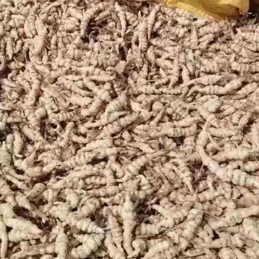 正宁县螺丝菜量大从优