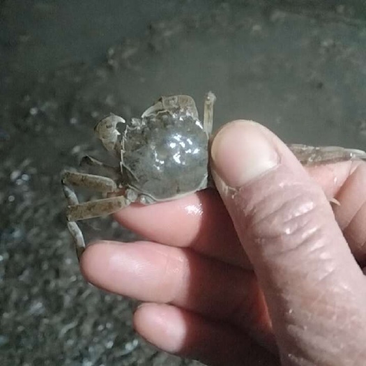 盘锦蟹苗。保证质量怎么样成活率高抗病能力强