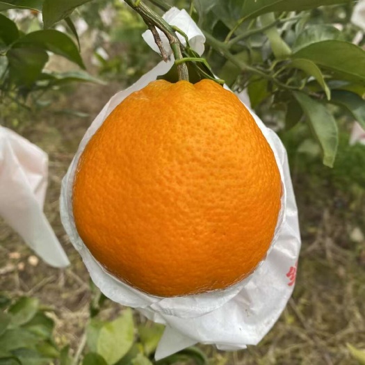 眉山耙耙柑所剩不多，原树下，需要的老板联系我