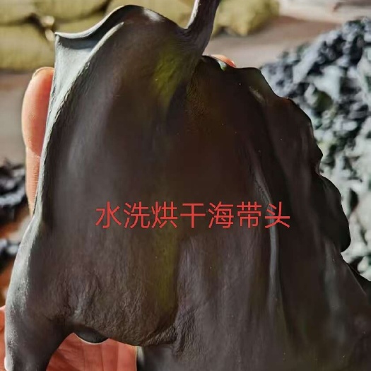 干海带头 水洗烘干海带头