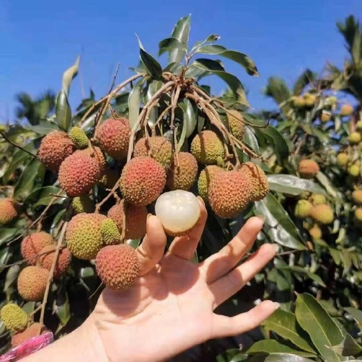 海南妃子笑荔枝 可接电商团购批发一件代发