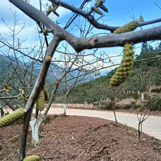 核桃花需要的赶