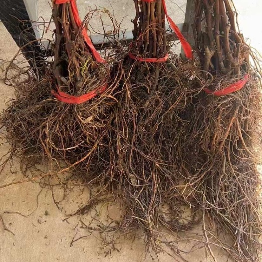 辽宁营口户太八号葡萄苗 水果种苗优质发货盖州市农户