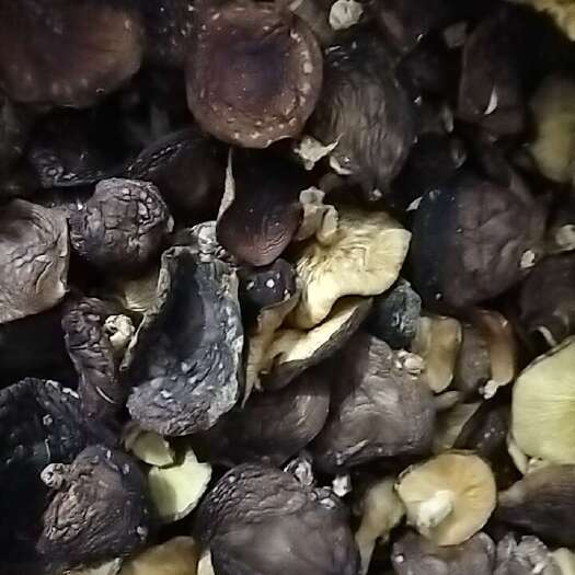 武平县树子香菇，红菇，野生灵芝，金线莲等干货土特产