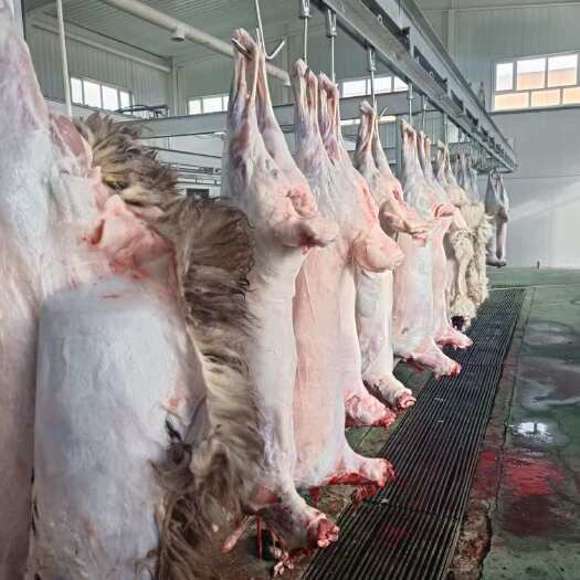 图木舒克新疆羊肉 北纬45度天然牧场所产 饮优质草地水源 全国空运