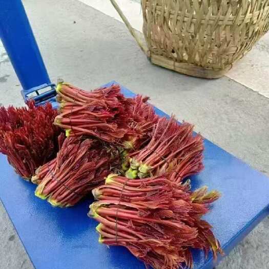 达州香椿芽