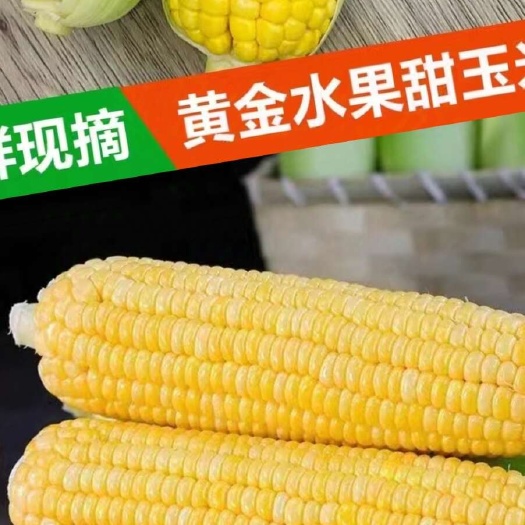 乳山市水果玉米，花糯玉米，糯玉米