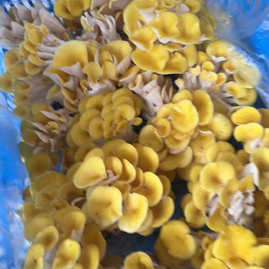 寻甸县鸡油菌大量批发