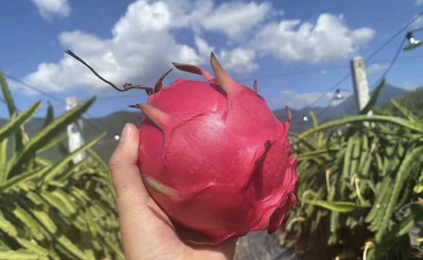 南宁广西红心火龙果超甜热带水果孕妇四季大果红皮新鲜包邮