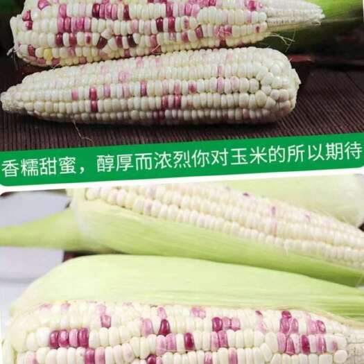 乳山市新摘水果玉米，花糯玉米