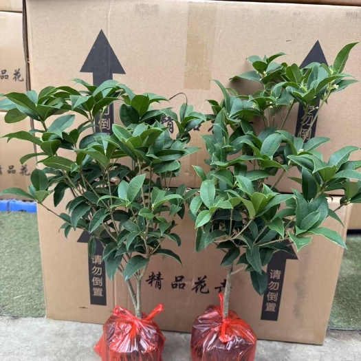 精品桂花苗 当年开花枝  枝条粗壮 袋苗发货