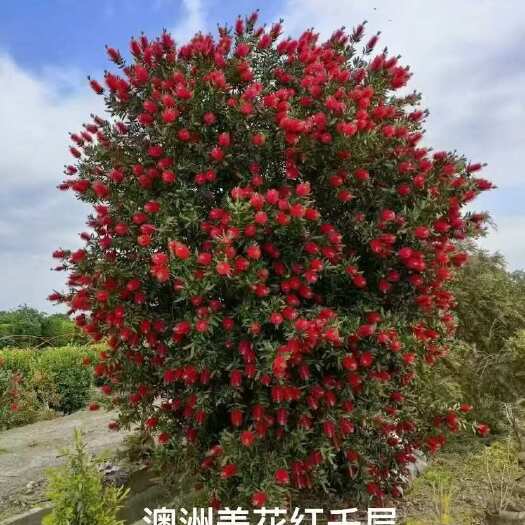 浏阳市澳洲美花红千层、粉千层