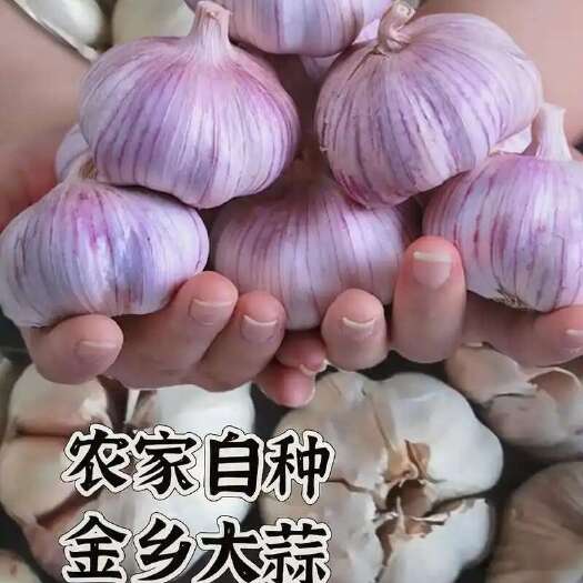 金乡县山东老农紫皮大蒜批发，自己家种植