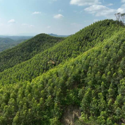 龙川县出桉树（广九和二九）一千八百亩，地点在广东河源甜心镇。采购木