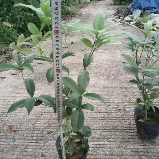 广州精品桂花苗 当年开花 四季金桂丹桂 袋苗发货 批发量大价优