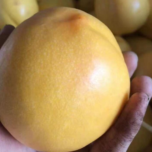 大黄油桃苗 香脆甜美 简单种植