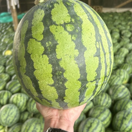 夏邑县夏邑美都麒麟瓜  产地直发 超甜薄皮 质量保证