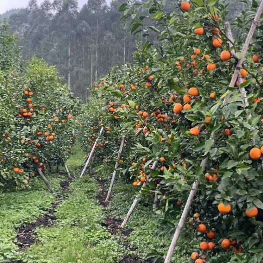 河池广西宜州沃柑园出租转让