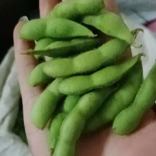 博白县绿宝石！毛豆