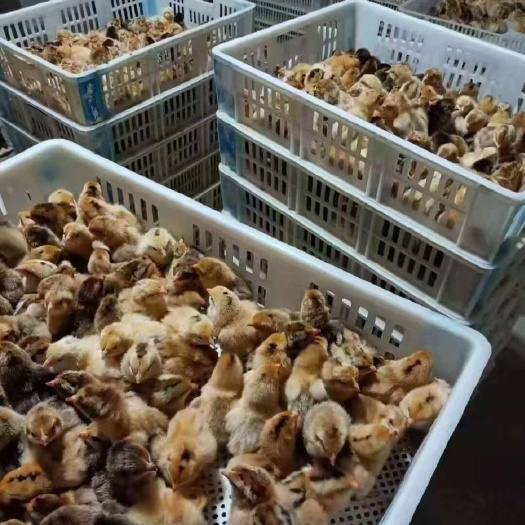 南京红公鸡苗，@江苏南京五黑鸡，三黄鸡，土鸡苗，麻鸡苗
