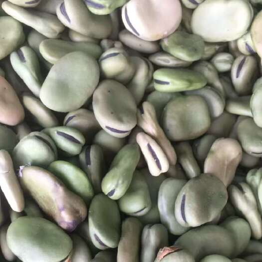 城固县陕西汉中城固常年供应优质蚕豆胡豆