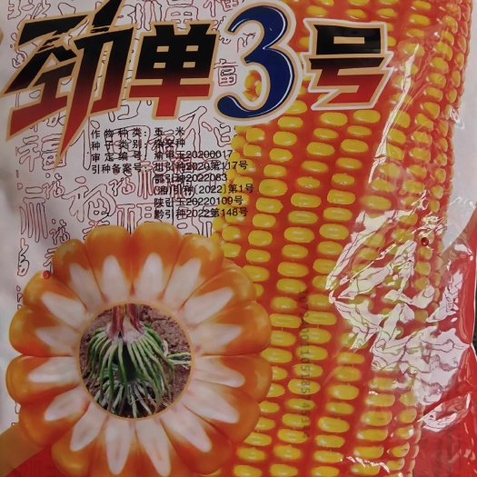 新货原装劲单3号玉米种 穗轴白色穗形筒型马齿型籽粒黄色抗倒伏
