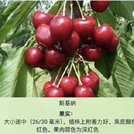 乌兹别克斯坦车厘子JJJ（30-32mm）