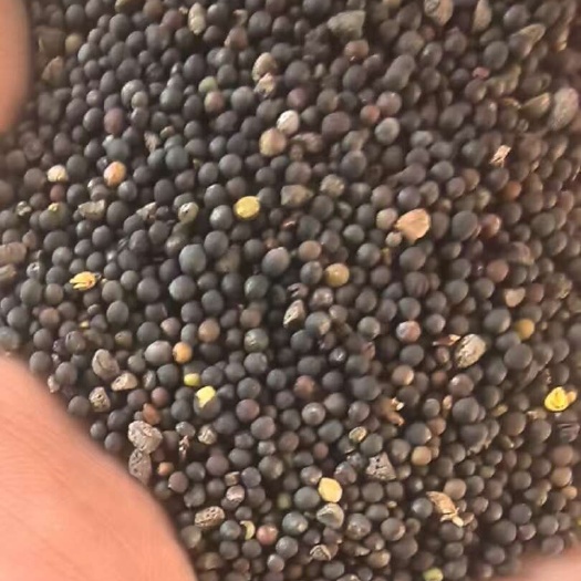 牙克石市油菜籽高芥酸。普通油菜籽，种类齐全