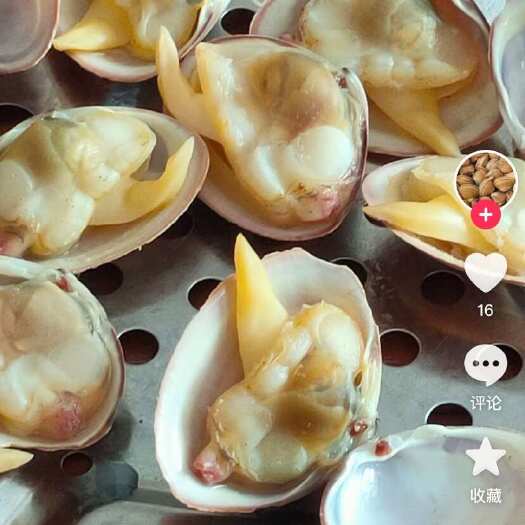 海阳丁字湾大量黄蚬子。