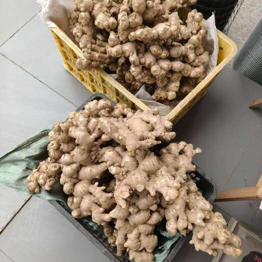 郁南县农家大肉姜