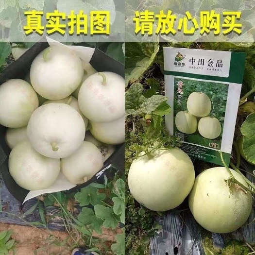 上饶中田金品甜瓜种子10克，肉质细嫩爽口，入
口香甜