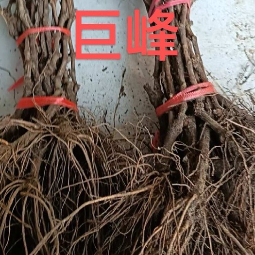 昌黎县巨峰，玫瑰香，赤霞珠葡萄苗