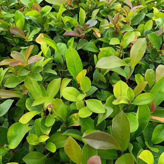陆川县油茶苗